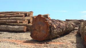 消失的森林？中国对木材的巨大需求正侵蚀所罗门群岛生态